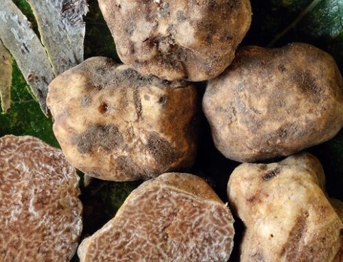 È iniziata ieri la raccolta del tartufo bianco d’Alba