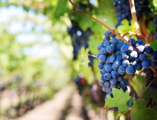 In Francia è iniziata in anticipo la vendemmia dello Champagne