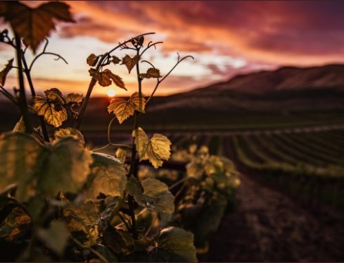 Marchesi Antinori acquisisce la piena proprietà di Stag’s Leap Wine Cellars (California)