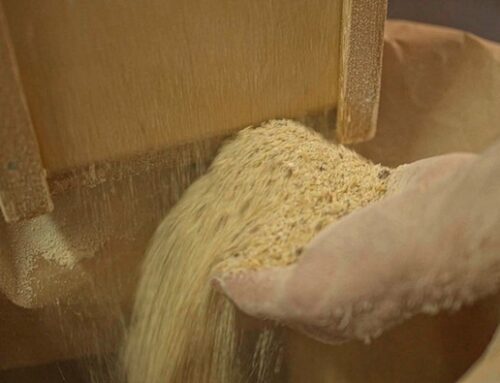 Il mischiglio, tipica farina potentina, diventa Presidio Slow Food