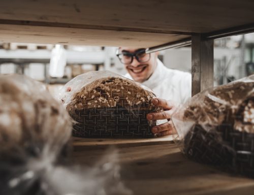 PASTICCERIA GIOTTO: DOLCI… EVASIONI