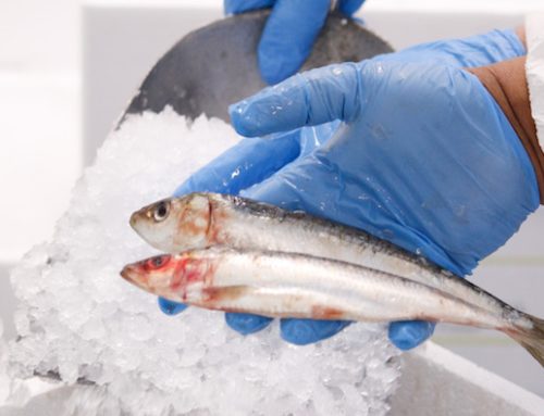 Longino & Cardenal inaugura ‘Il Mercato del Pesce’, laboratorio dedicato alla lavorazione del pesce fresco