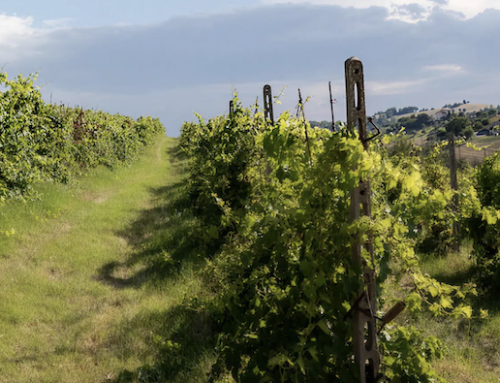 Vistamare, l’azienda agricola di Carlo Cracco e Rosa Fanti, diventa anche un agriturismo